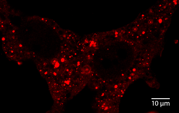 ImageJ=1.49iunit=um
